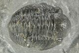 Curled Proetid (Gerastos) Trilobite Fossil - Morocco #377265-1
